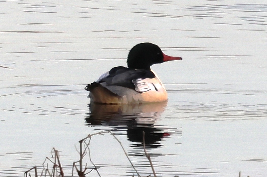 Common Merganser - ML647047661