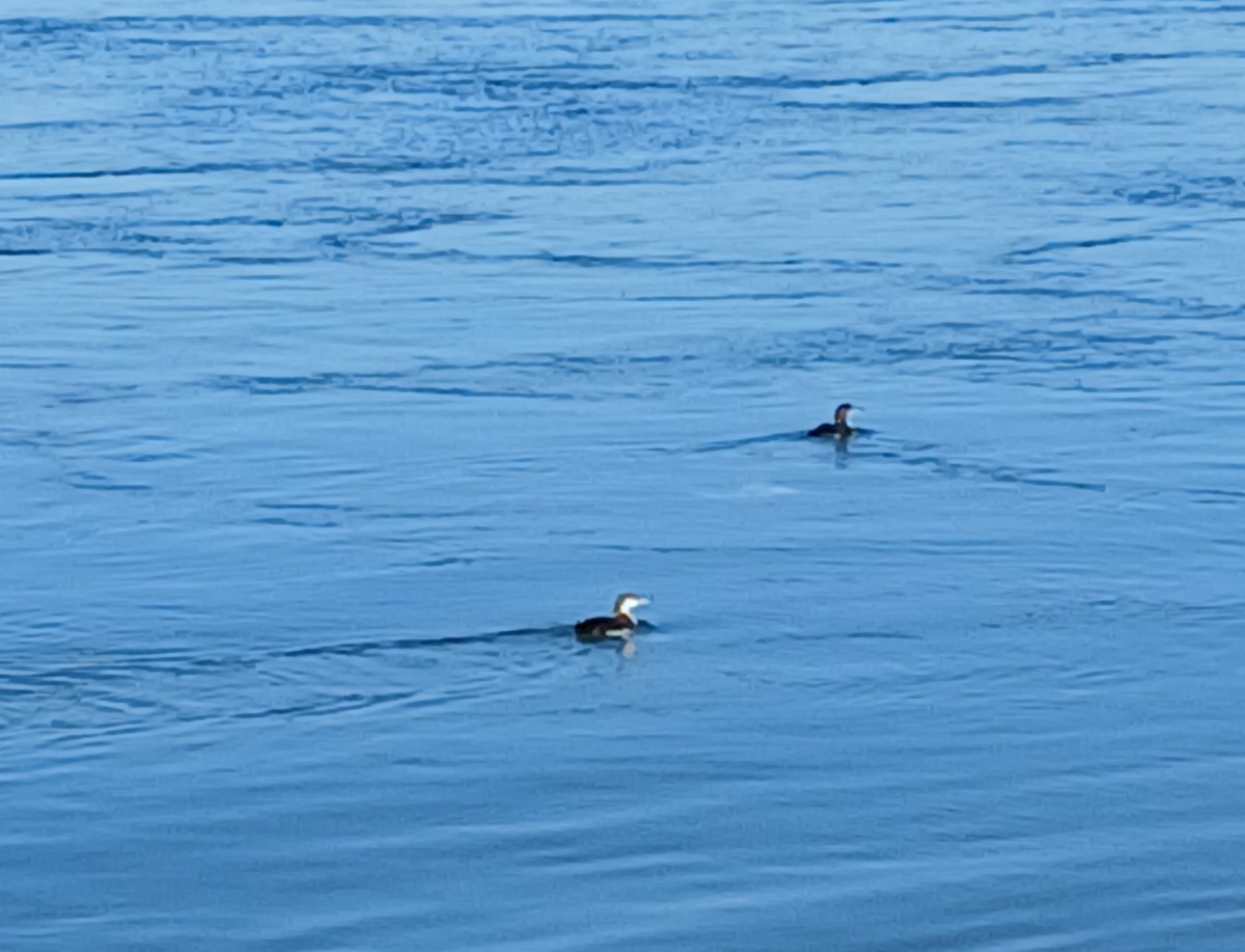 Common Loon - ML647047664