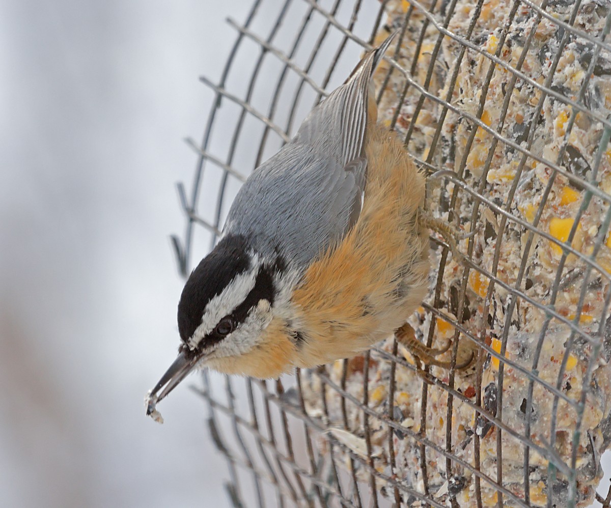 ムネアカゴジュウカラ - ML647047671