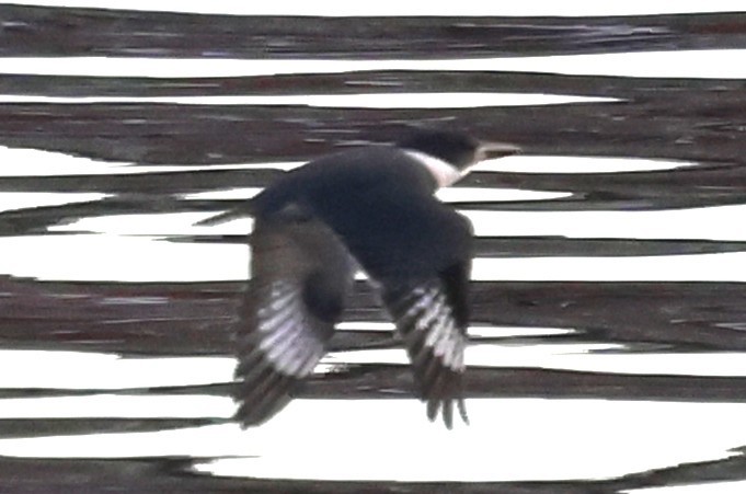 Belted Kingfisher - ML647047681