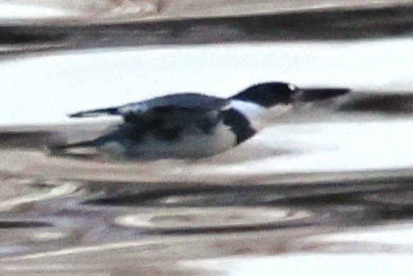 Belted Kingfisher - ML647047682