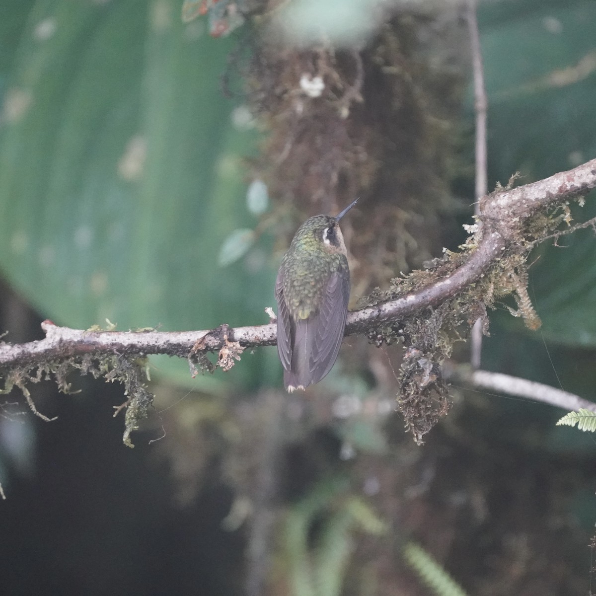 Speckled Hummingbird - ML647047687