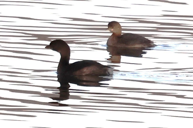 Pied-billed Grebe - ML647047689