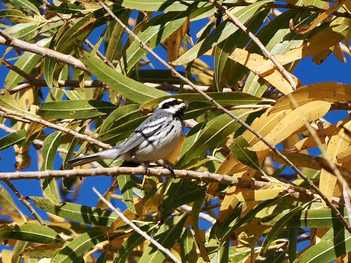 Kara Şeritli Ötleğen - ML647047690