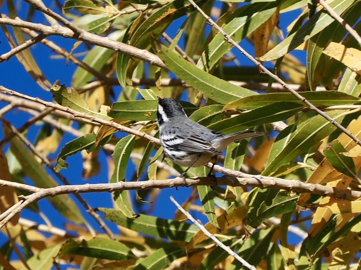 Kara Şeritli Ötleğen - ML647047691