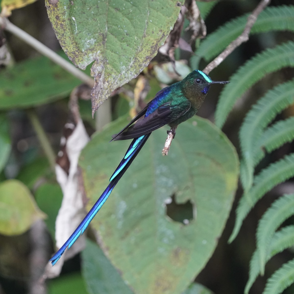 ムラサキフタオハチドリ - ML647047695