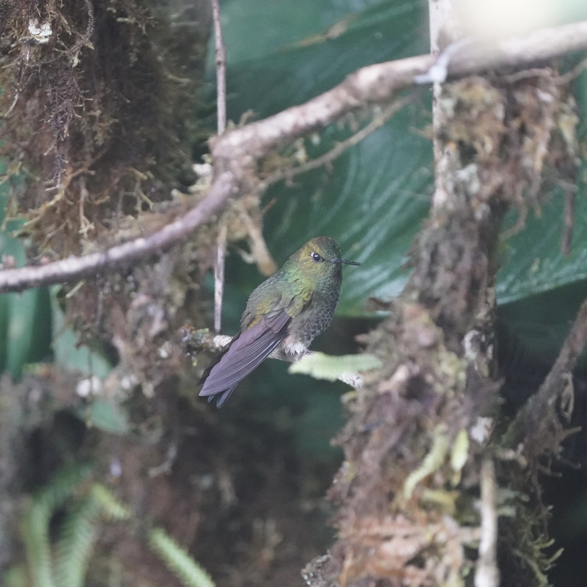 Bakır Rengi Pufayak - ML647047707