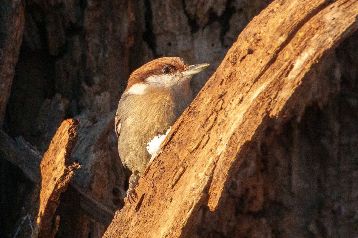 Sittelle à tête brune - ML647047725