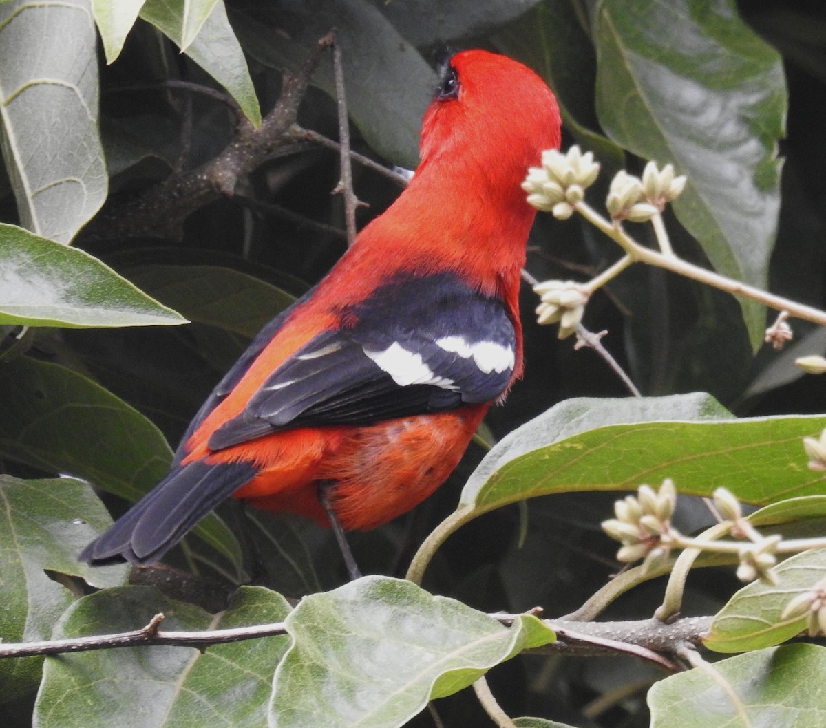 White-winged Tanager - ML647047726