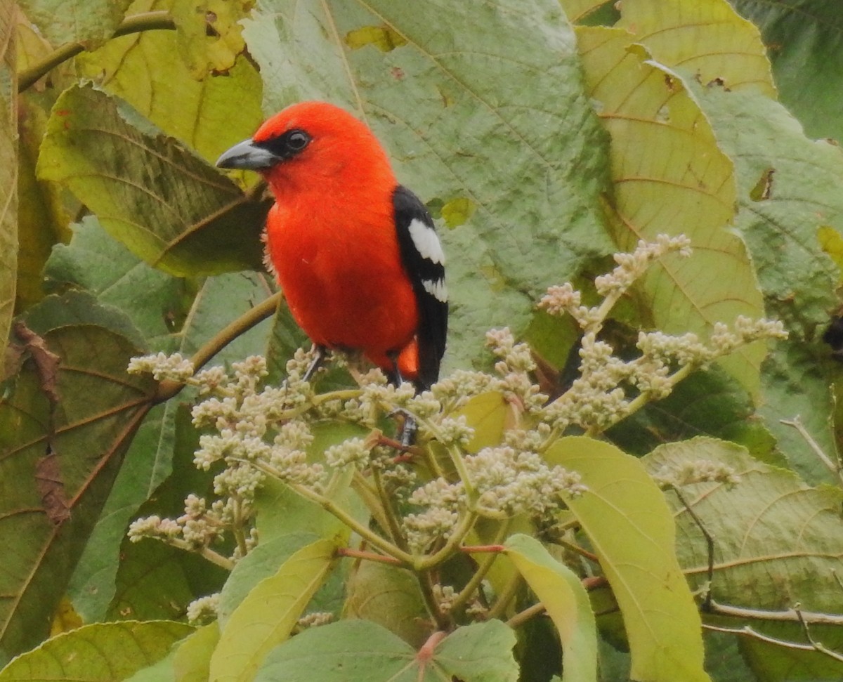White-winged Tanager - ML647047727