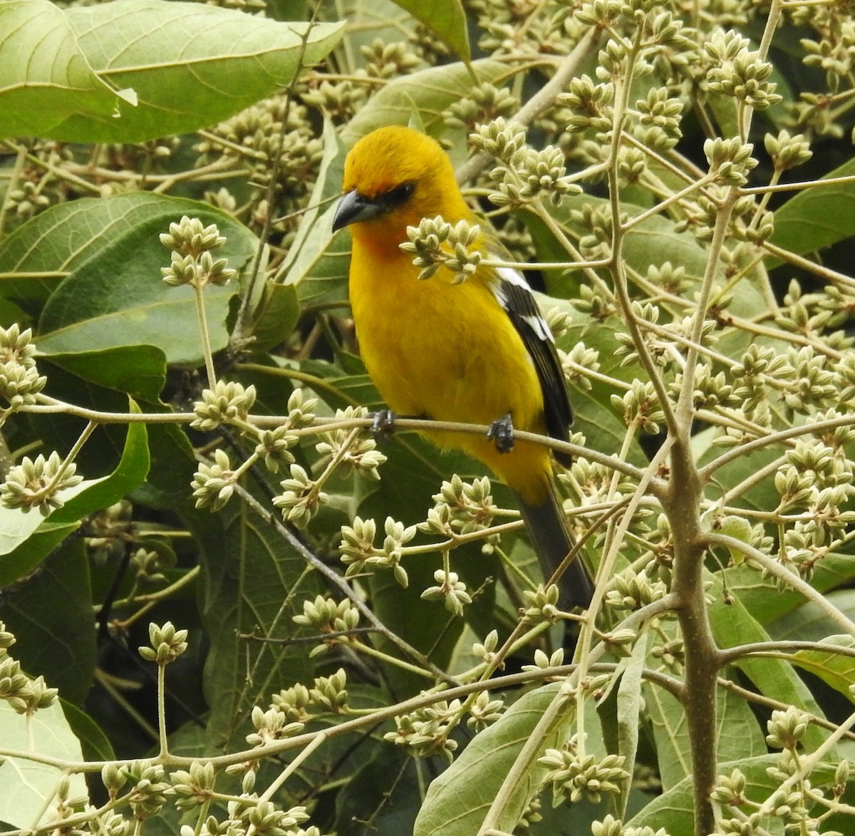 White-winged Tanager - ML647047728