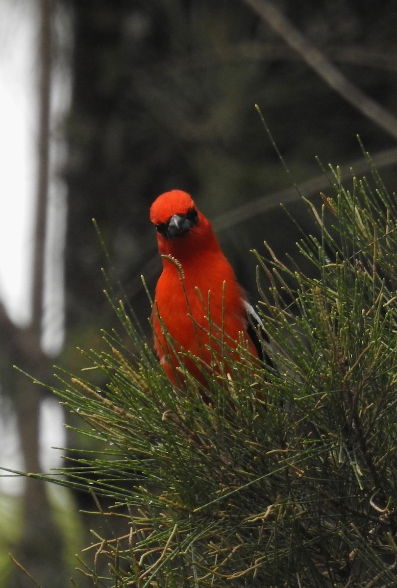 White-winged Tanager - ML647047729