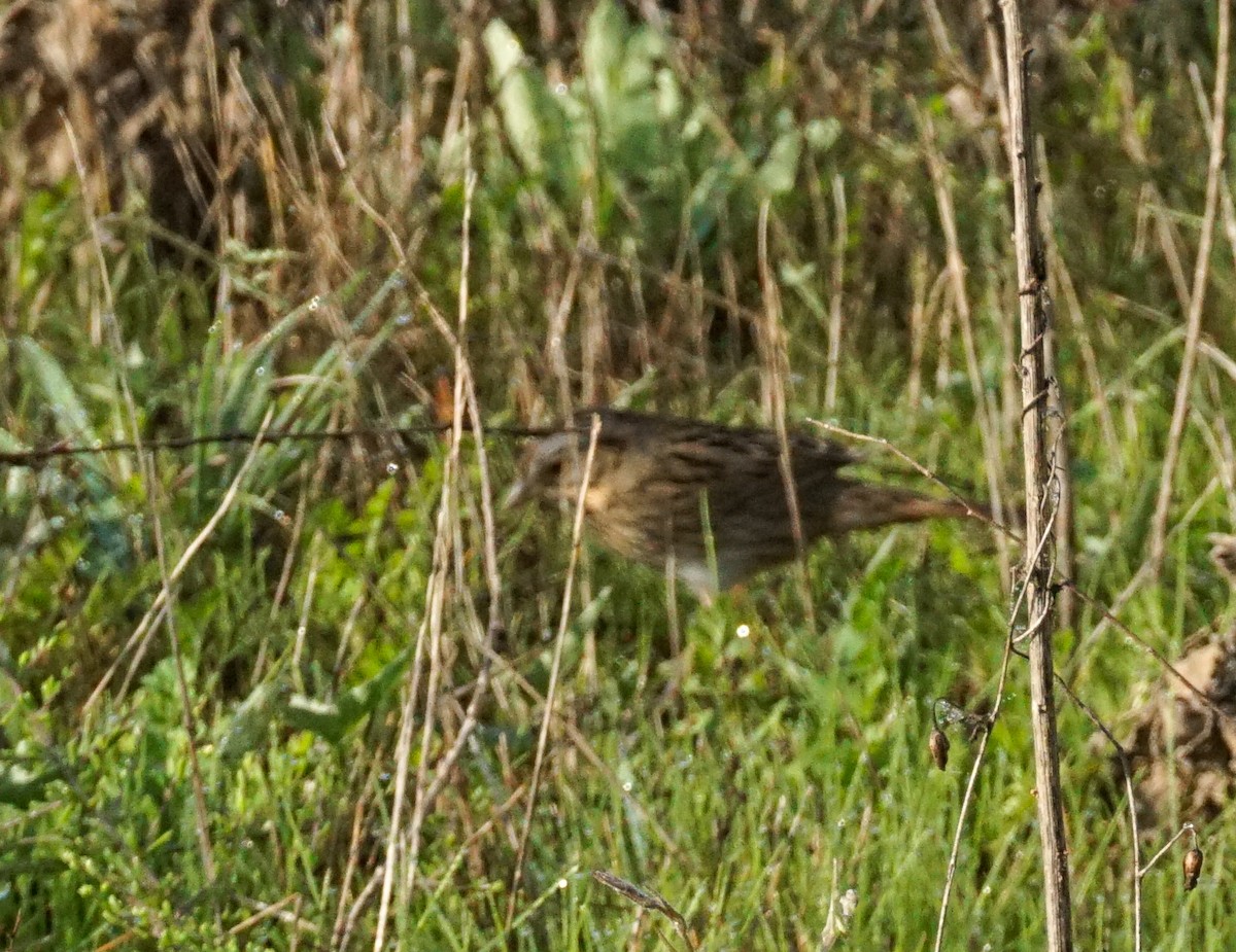 Lincoln's Sparrow - ML647047730