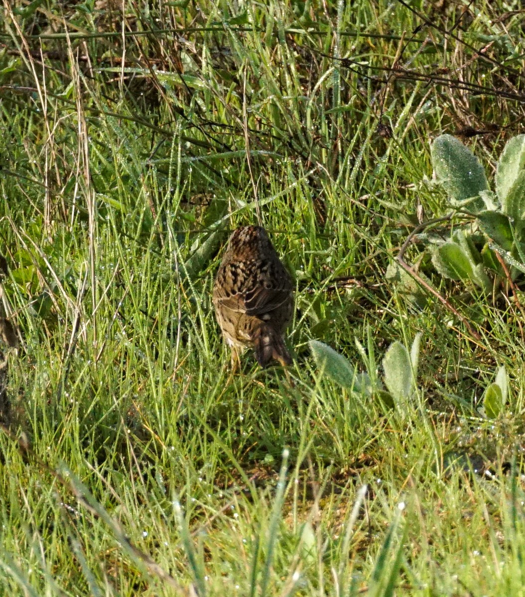 Lincoln's Sparrow - ML647047731
