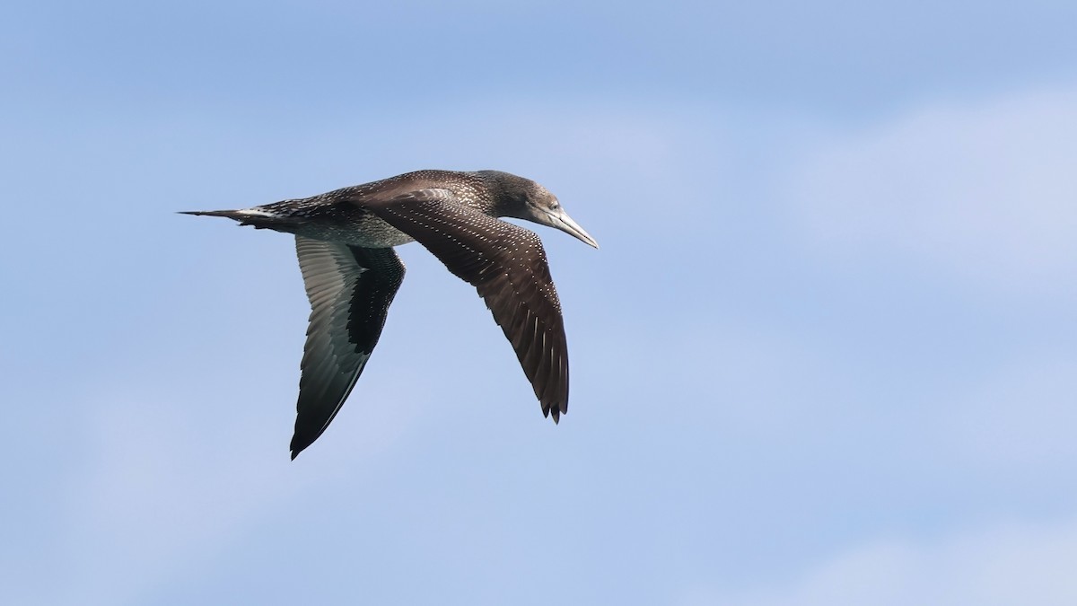 Alcatraz Atlántico - ML647047734