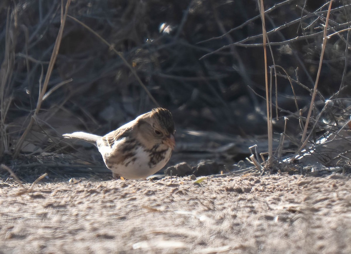 granspurv - ML647047735