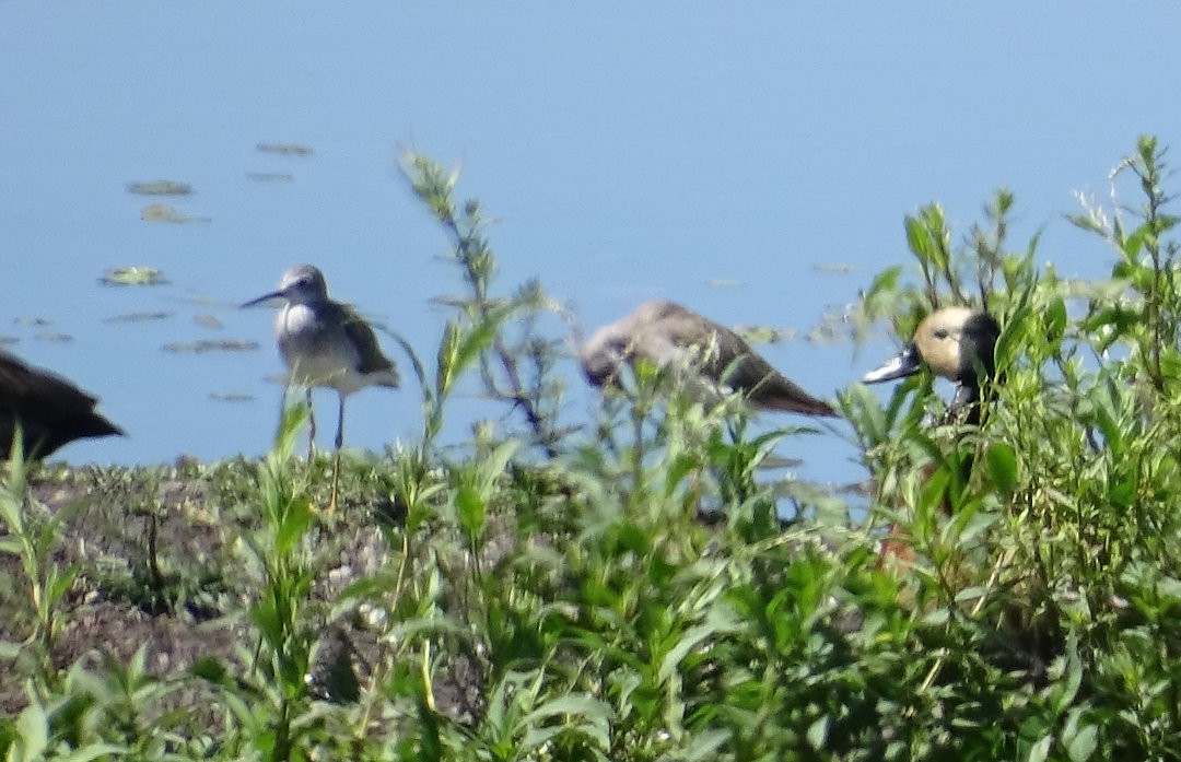 Lesser Yellowlegs - ML647047736