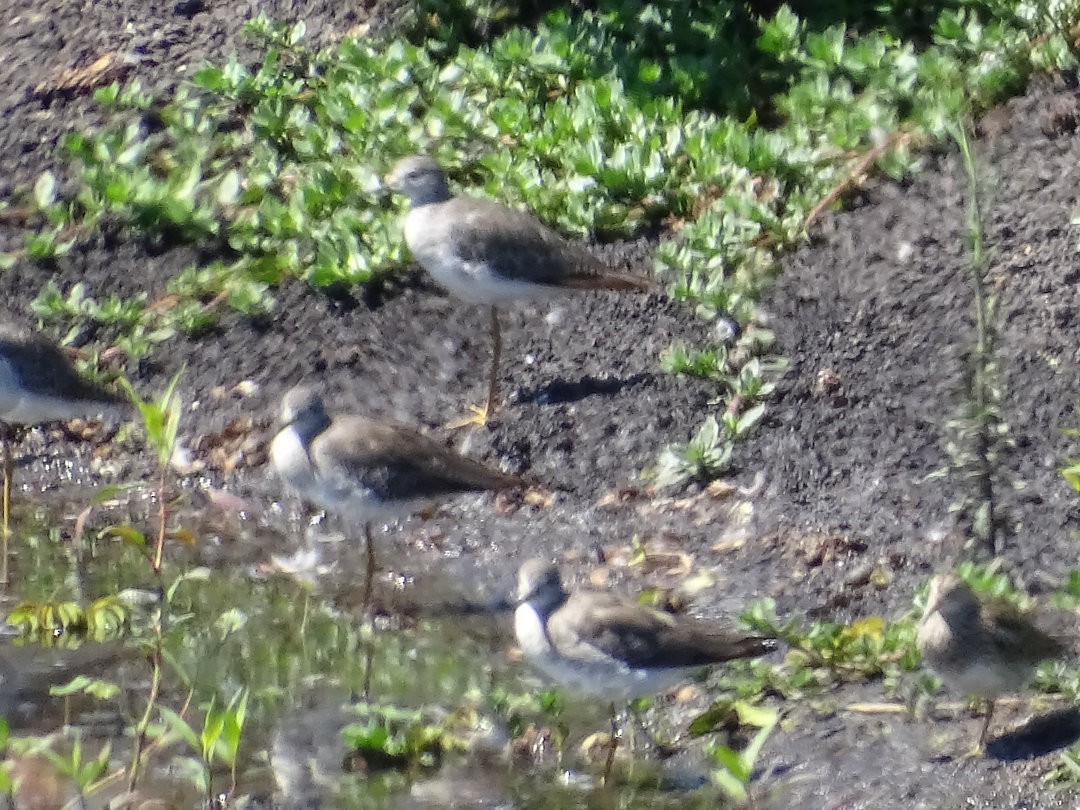 Lesser Yellowlegs - ML647047737
