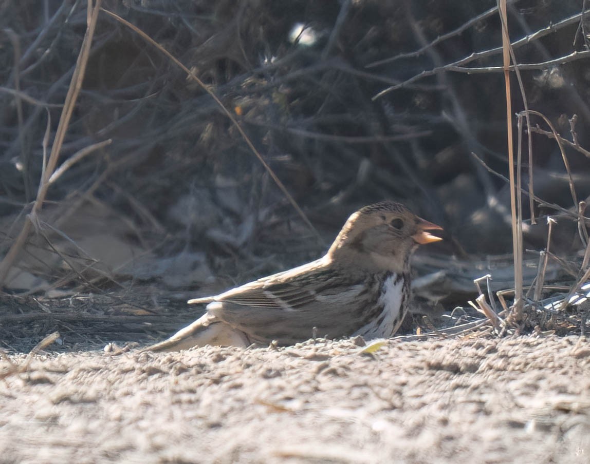 granspurv - ML647047738