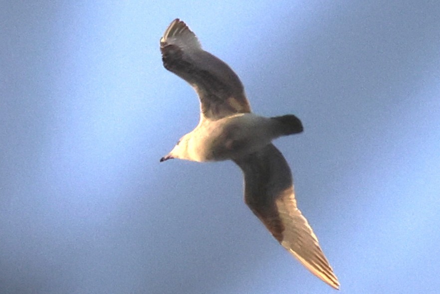 American Herring Gull - ML647047739