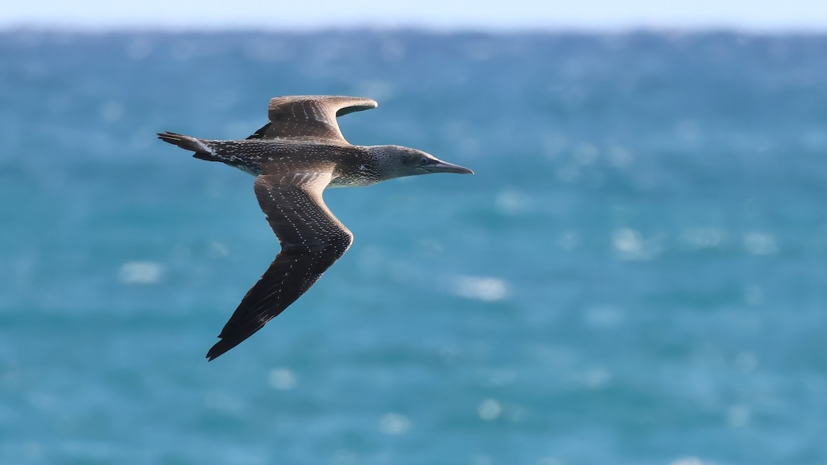 Alcatraz Atlántico - ML647047745