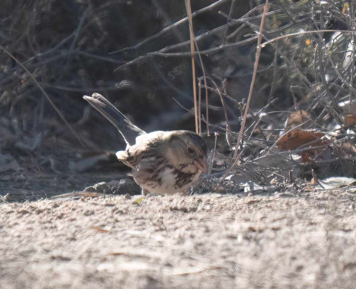 granspurv - ML647047746