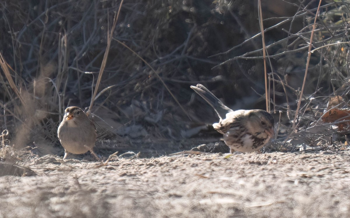 granspurv - ML647047748