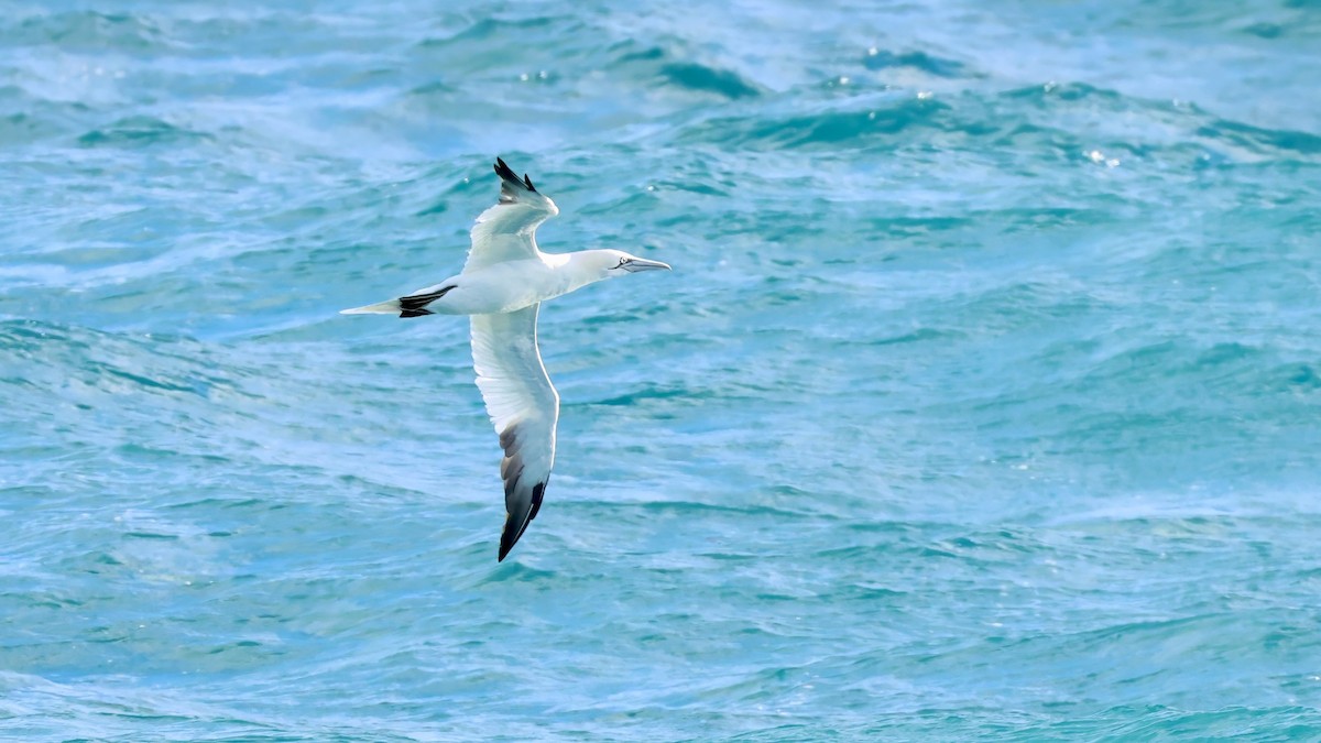 Alcatraz Atlántico - ML647047751