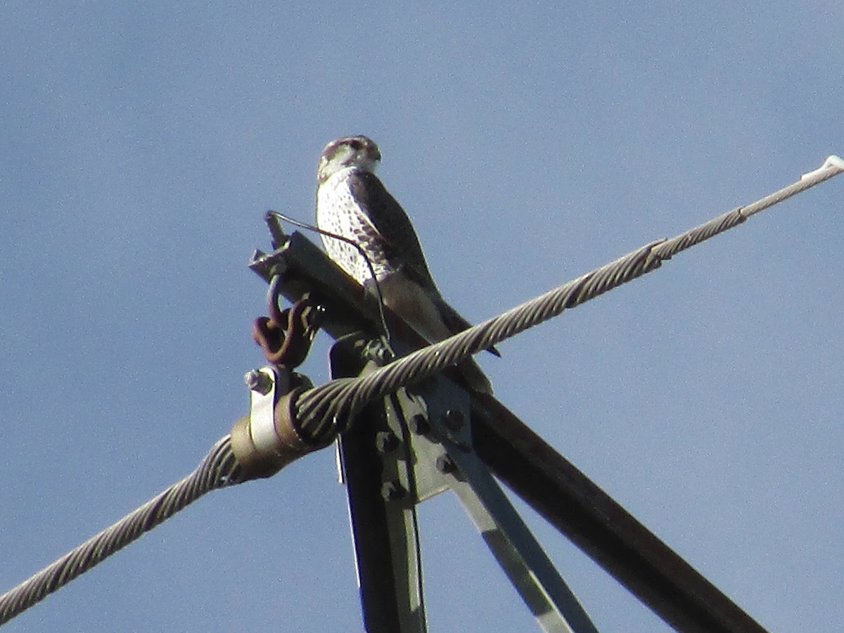 Prairie Falcon - ML647047752