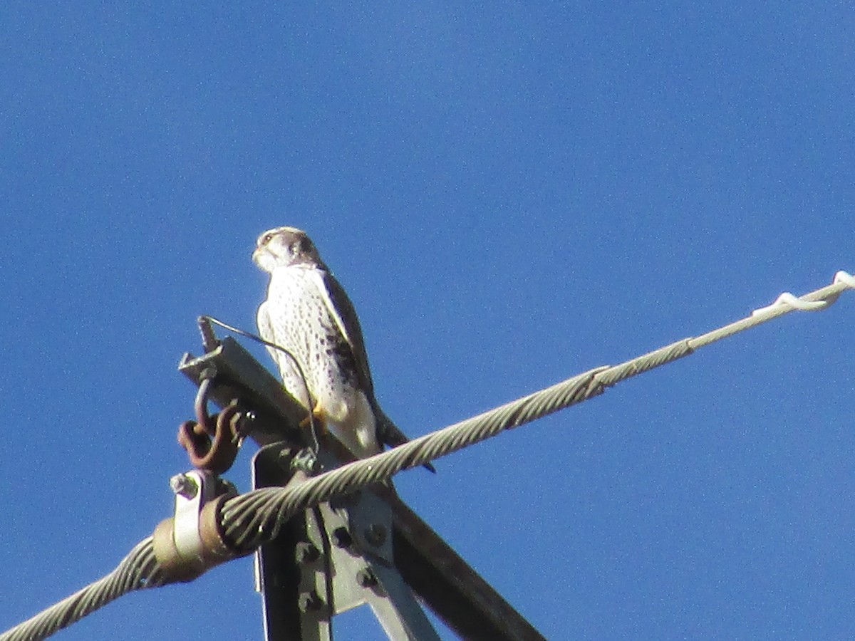 Prairie Falcon - ML647047753