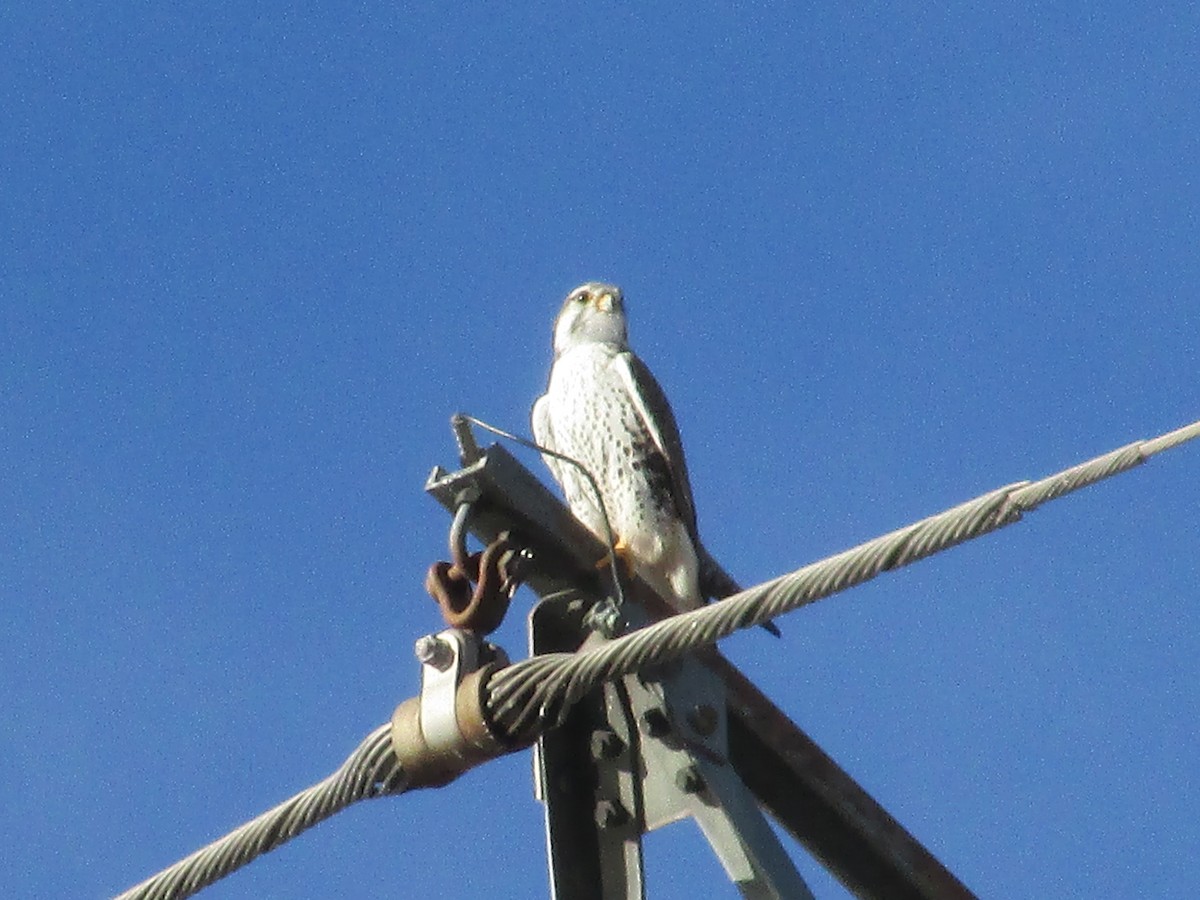 Prairie Falcon - ML647047754