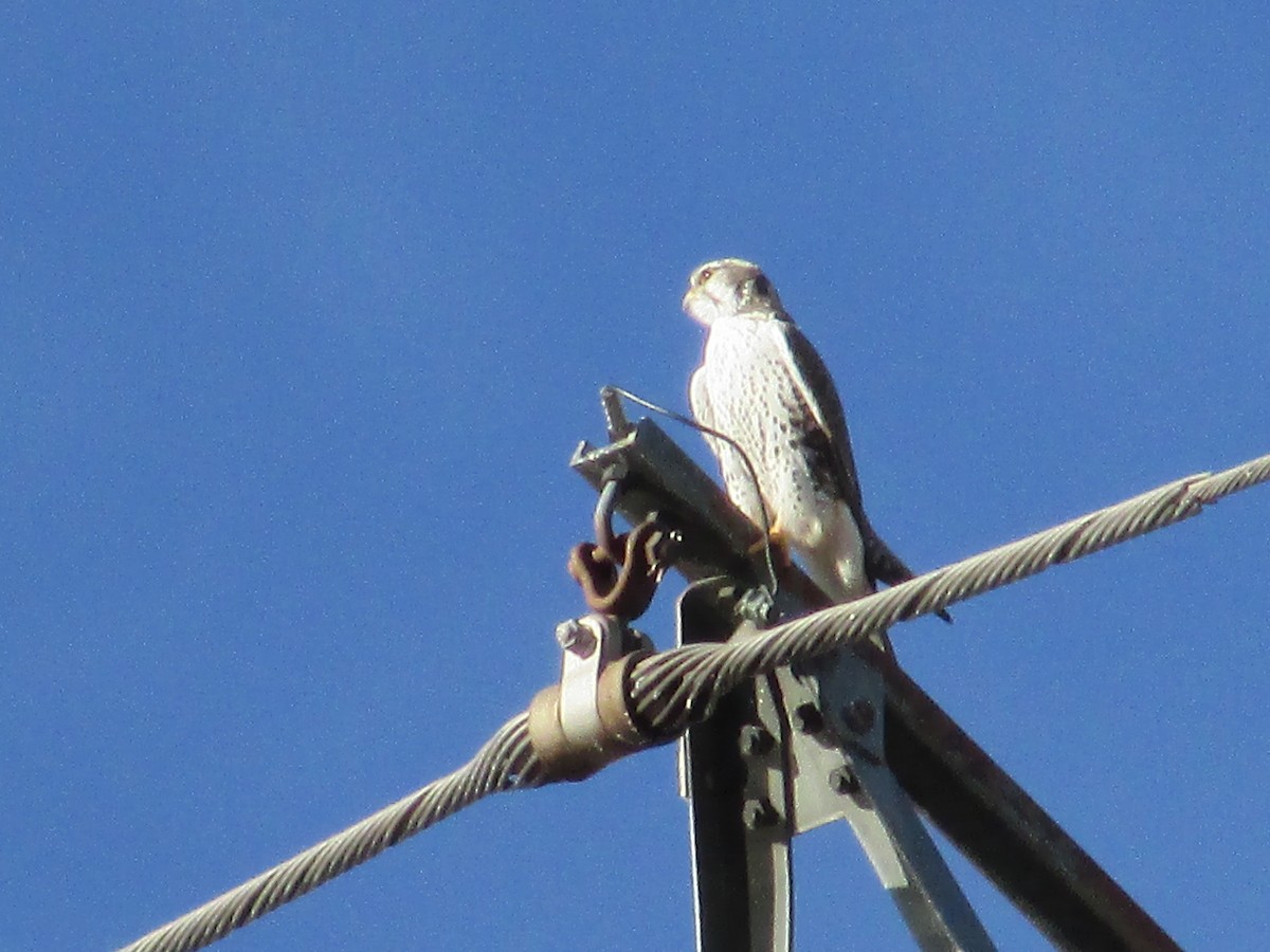 Prairie Falcon - ML647047755