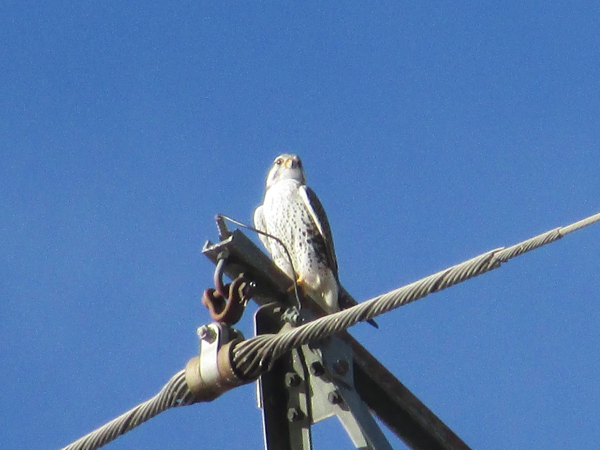 Prairie Falcon - ML647047756