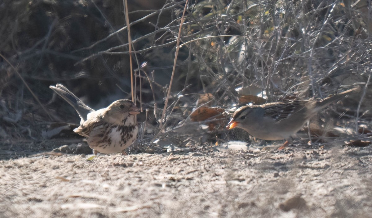 granspurv - ML647047759