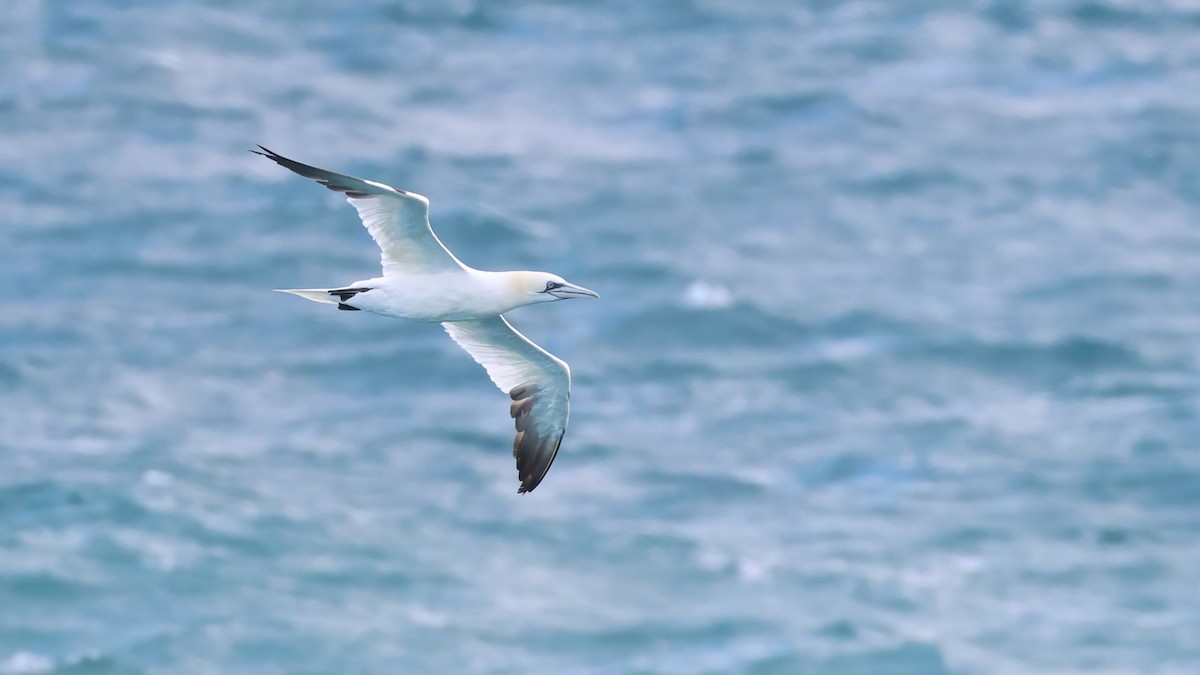 Alcatraz Atlántico - ML647047764