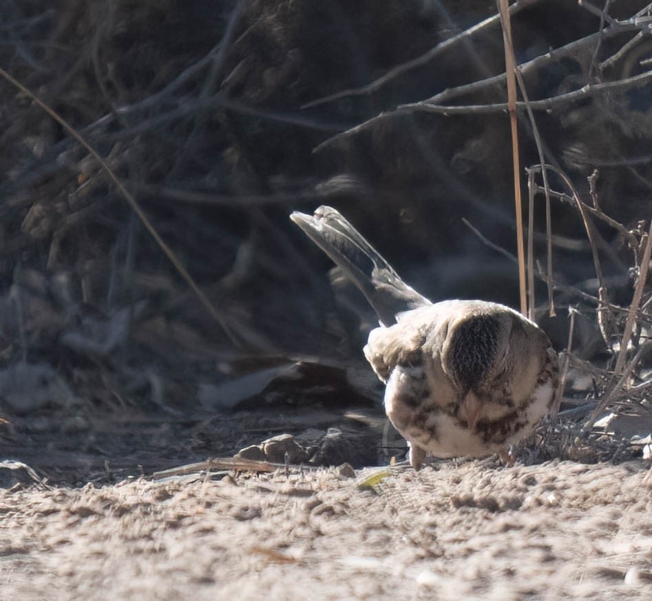 granspurv - ML647047765