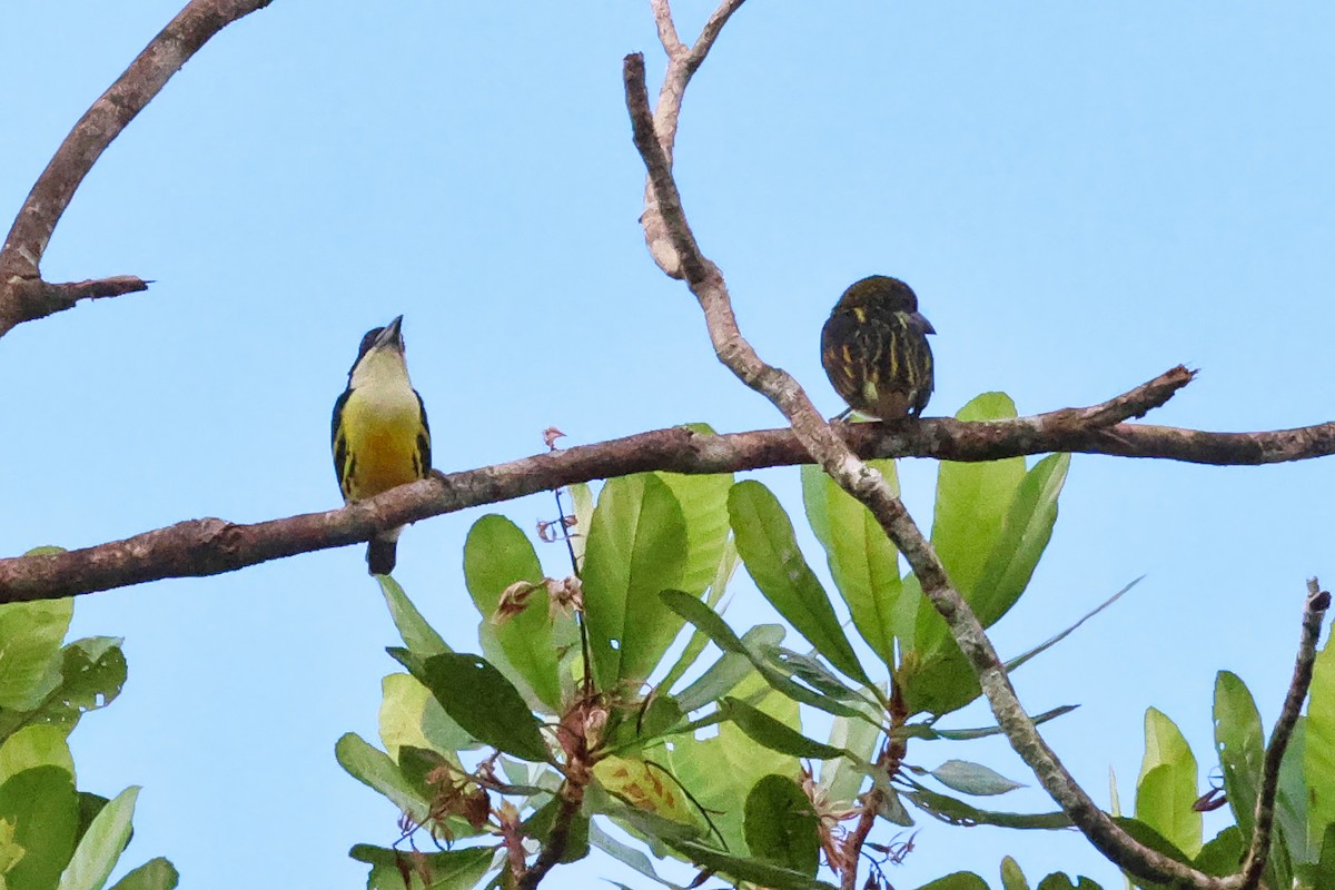 Five-colored Barbet - ML647047767