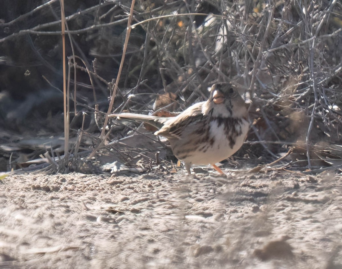 granspurv - ML647047771