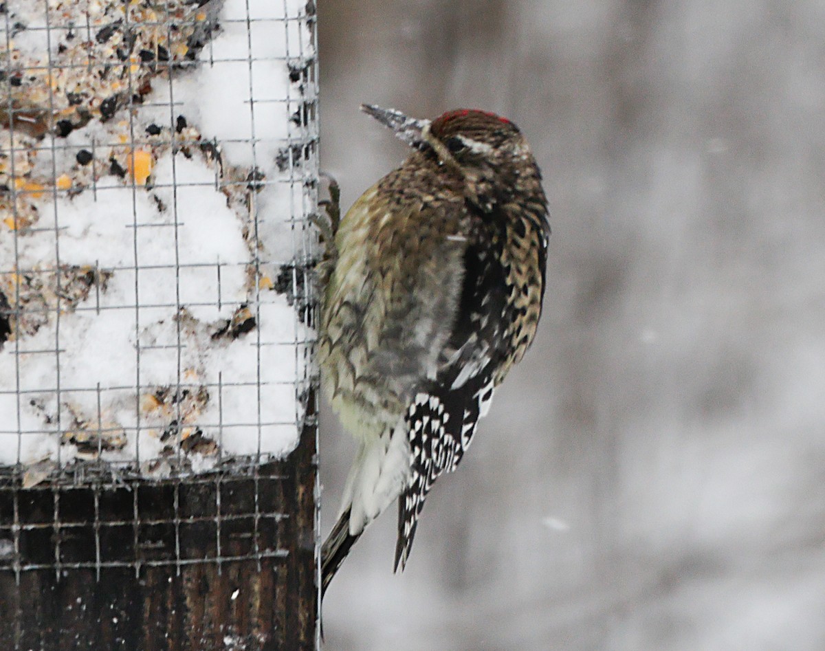 シルスイキツツキ - ML647047778