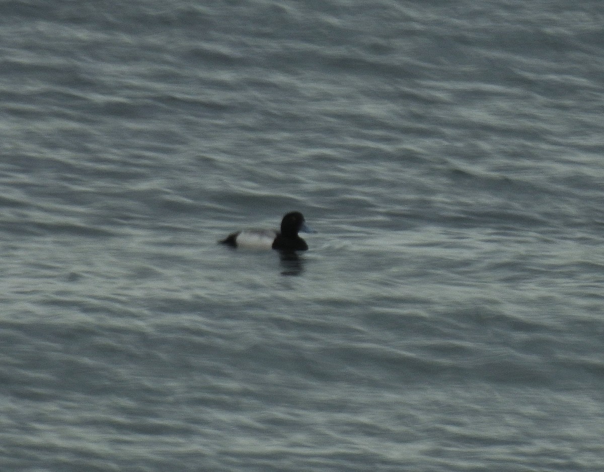 Greater Scaup - ML647047788