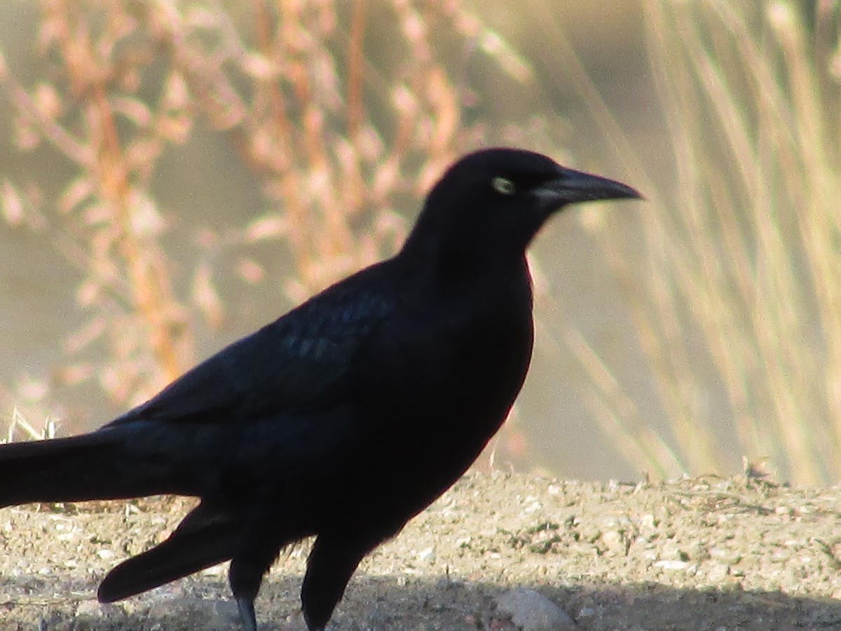 Great-tailed Grackle - ML647047790