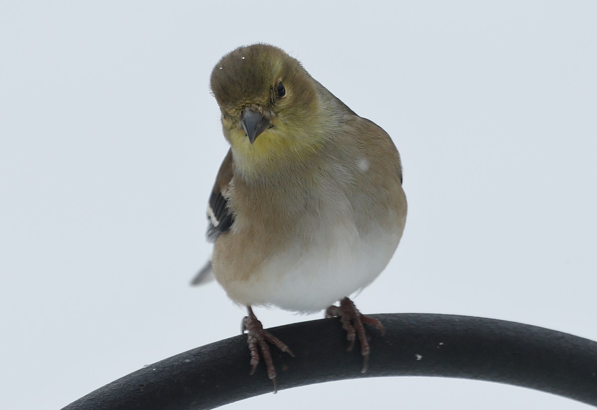 オウゴンヒワ - ML647047791