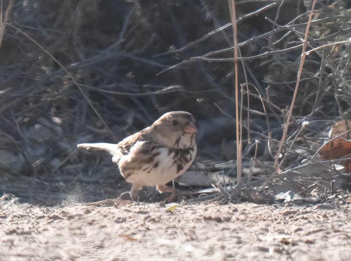 granspurv - ML647047799