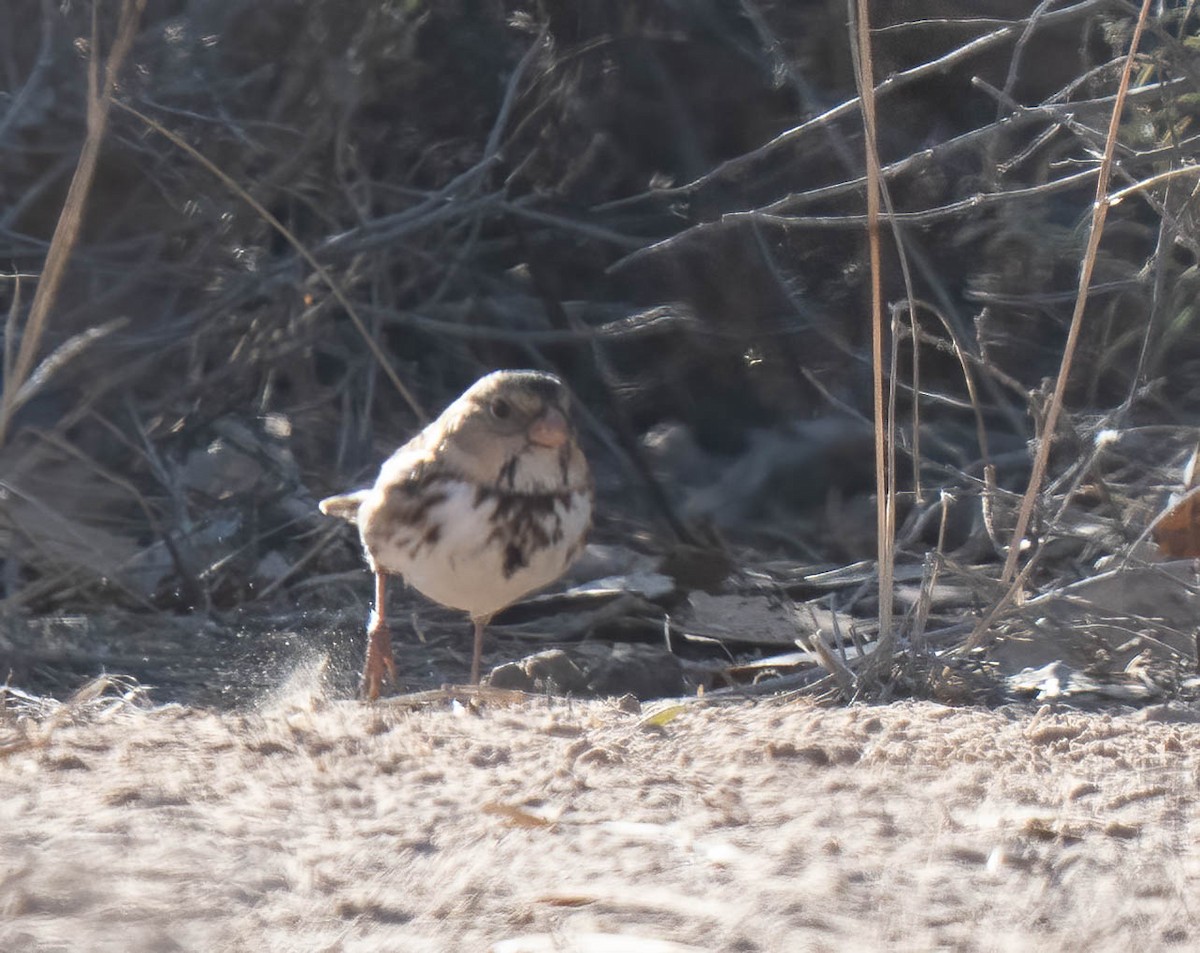 granspurv - ML647047800