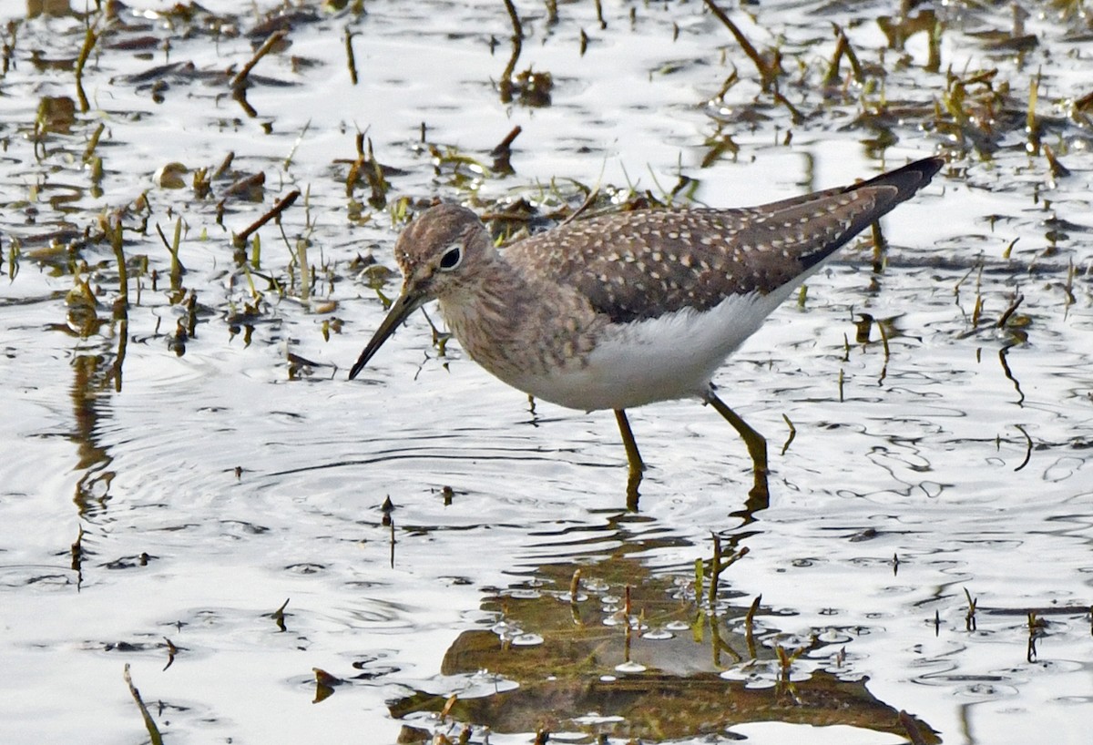 Solitary Sandpiper - ML647047803
