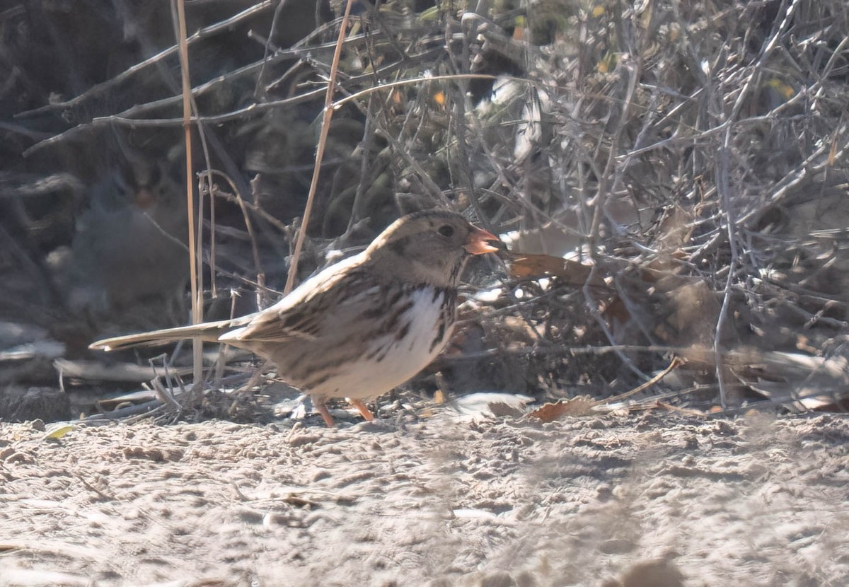 granspurv - ML647047806