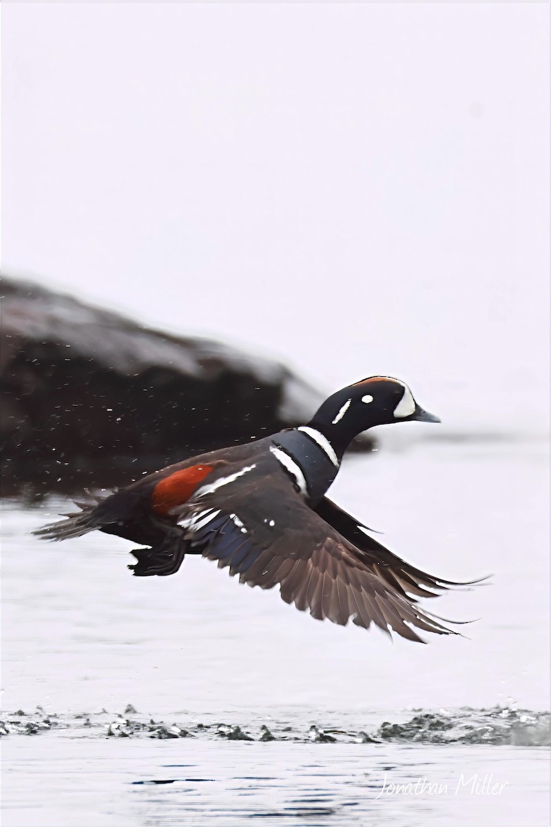 Palyaço Ördeği - ML647047807