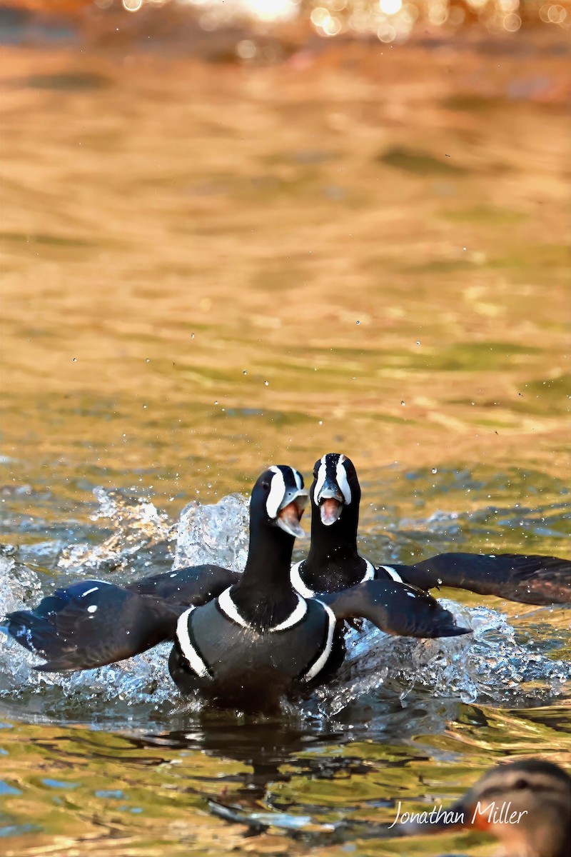 Palyaço Ördeği - ML647047808