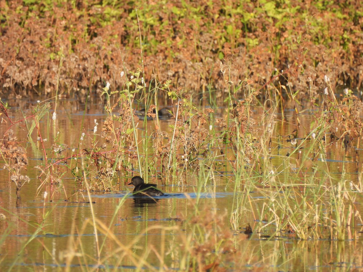 Least Grebe - ML647047809