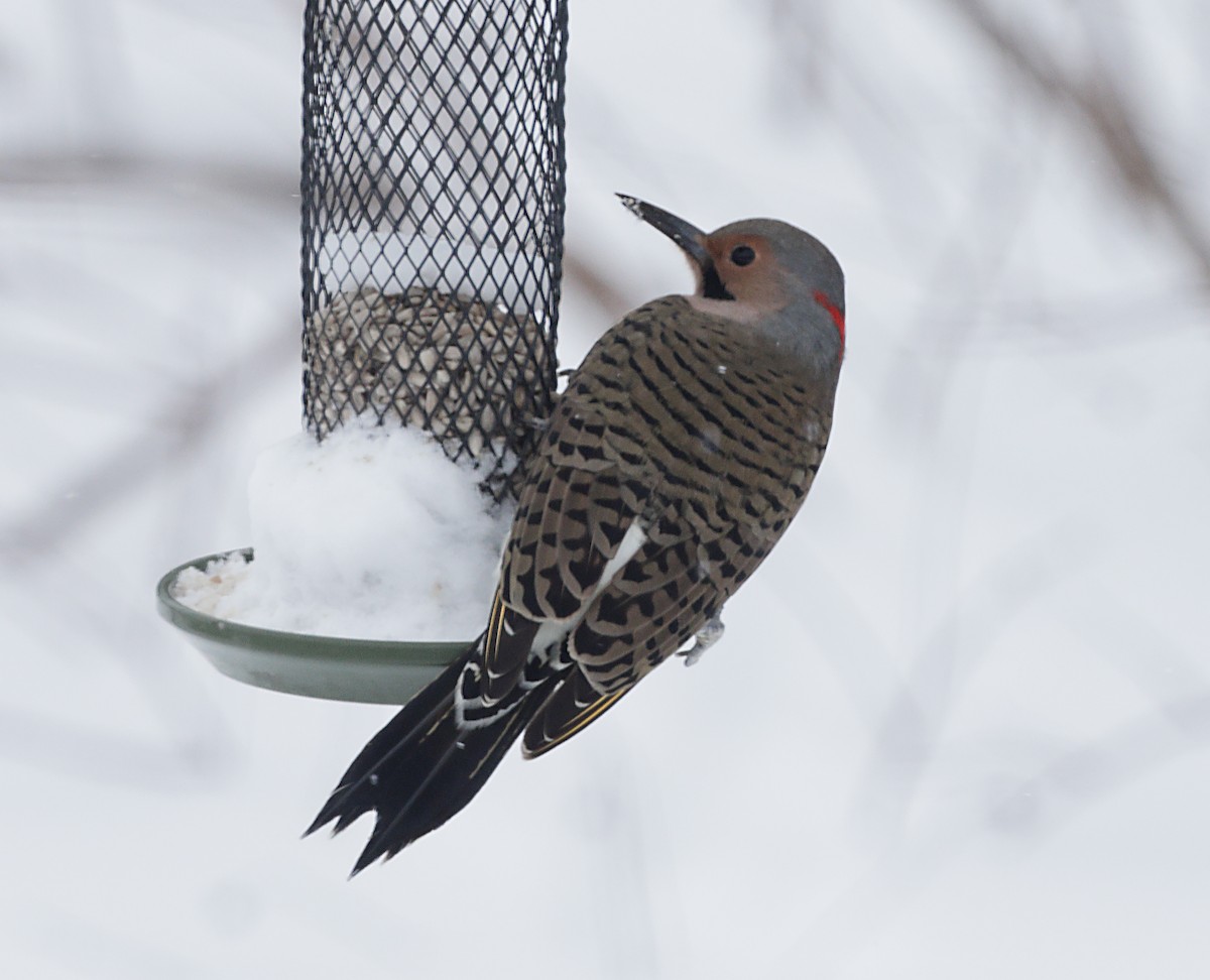 ハシボソキツツキ - ML647047811